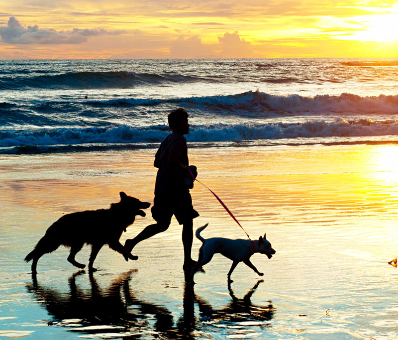 The silouhette of person runing with their two dogs on the beach